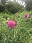 Knikkende distel een walhalla voor hommels